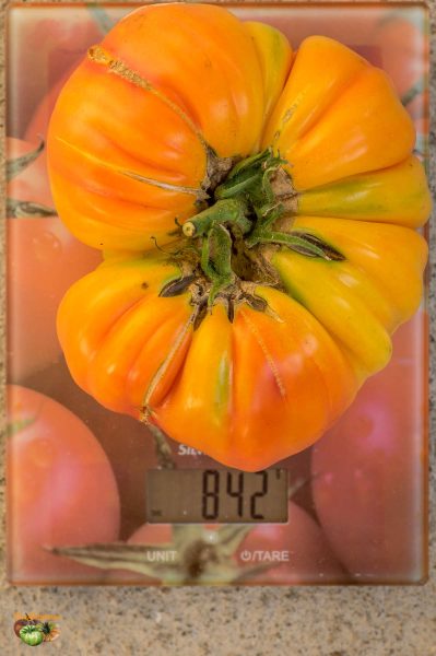 medovy saljut 28 septembre 2017 2