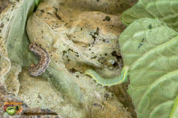 noctuelle 20 juillet 2017 7