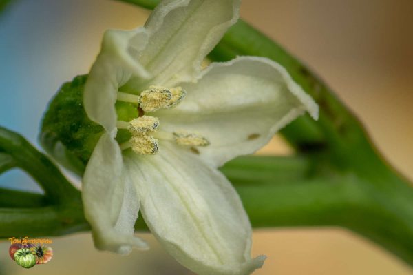 numex sweet 10 mai 2017 4