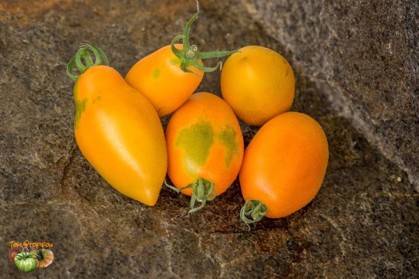 orange caprese 05 aout 2017