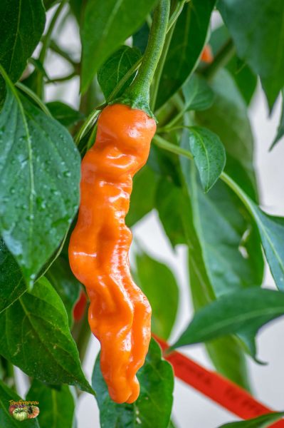 orange pepper 03 aout 2017 3