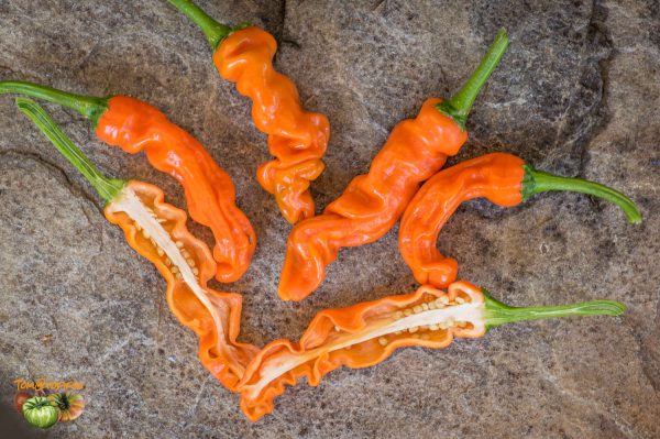 orange peter pepper 12 aout 2017 2