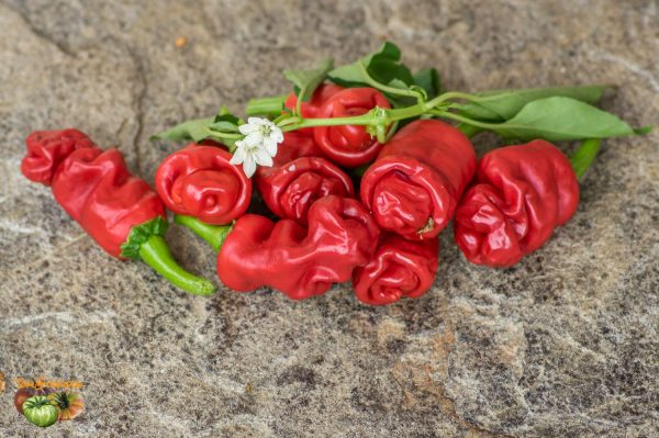 peter pepper 15 septembre 2017 3