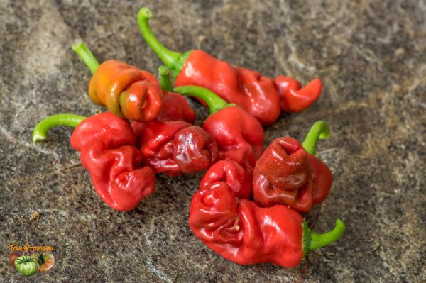 peter pepper 24 aout 2017 2