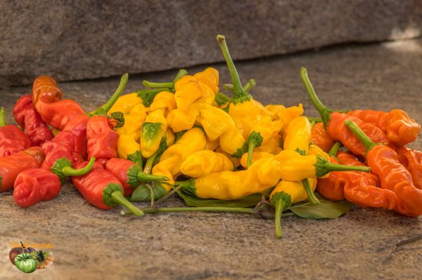 peter pepper yellow red orange 25 octobre 2017 3 2