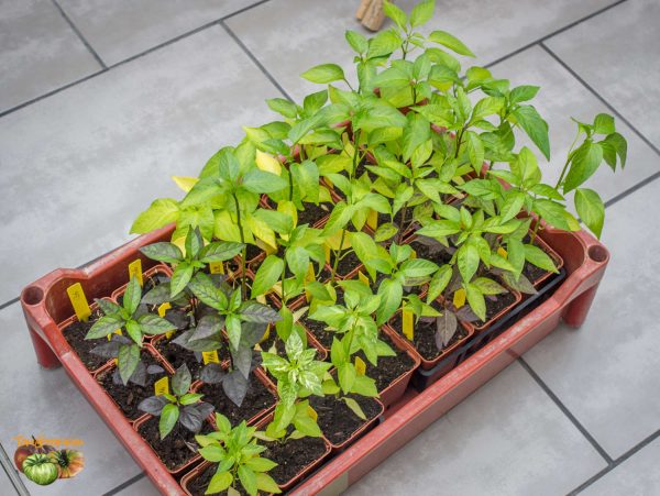 piments 12 mars 2017 2