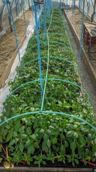 plant serre 23 avril 2017