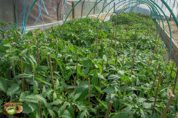 plant serre 23 avril 2017 4