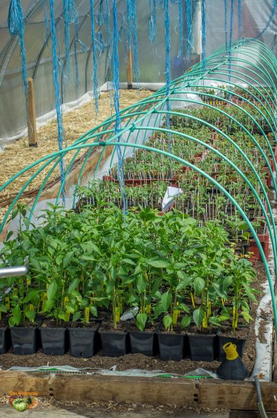 plant serre ambert 09 avril 2017