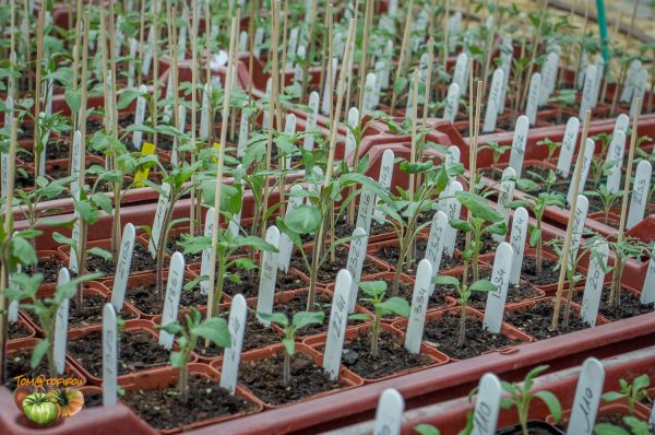 plants 03 avril 2017 3