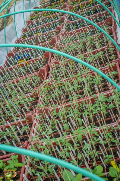 plants 03 avril 2017