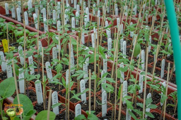 plants 03 avril 2017 4 2