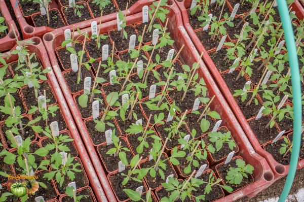 plants 03 avril 2017 4