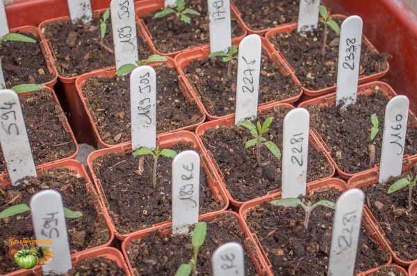 plants 24 mars 2017 3