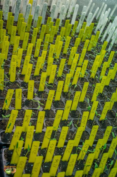 plants 26 mars 2017