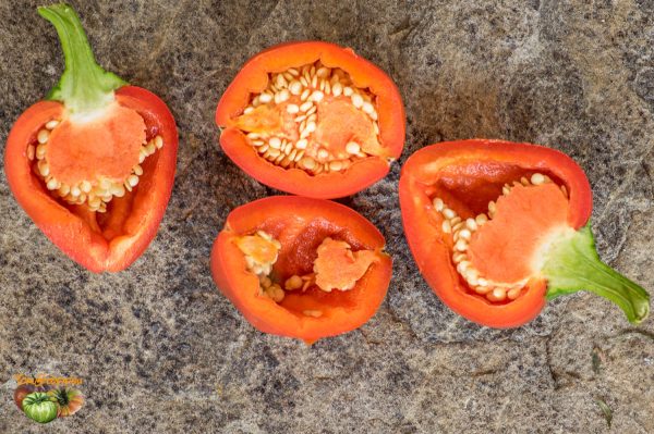 rocoto marlene 07 septembre 2017 3