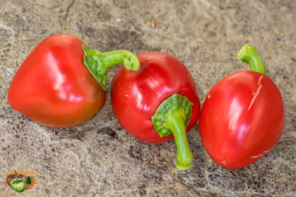 rocoto marlene 15 septembre 2017