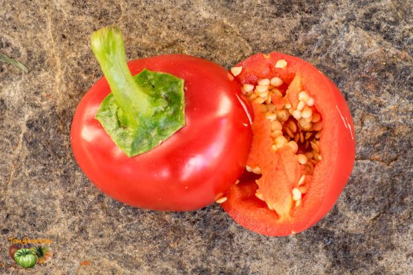 rocoto marlene 20 septembre 2017 2