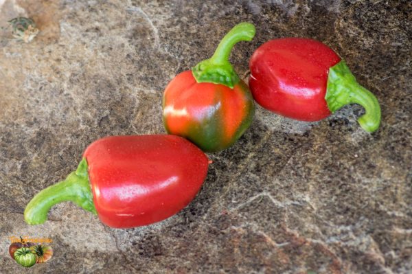 rocoto marlene 23 aout 2017