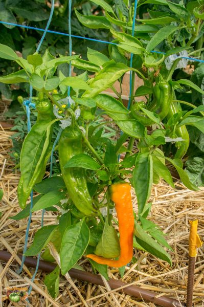 snack pepper 15 juin 2017