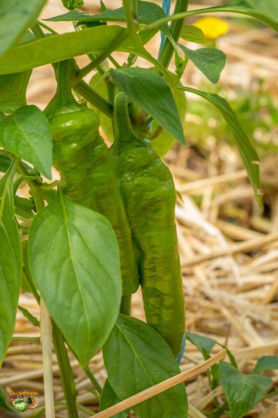 snack pepper 18 mai 2017