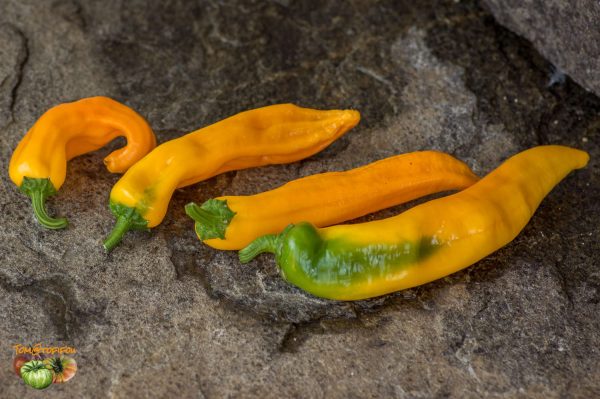 snack pepper 28 juillet 2017