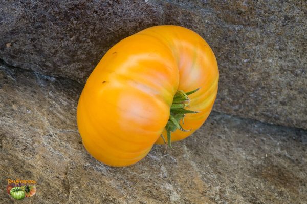 SWEET OZARK ORANGE - Image 2