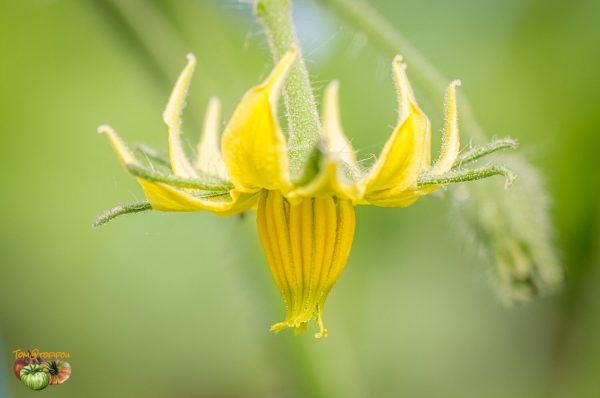 SWEET OZARK ORANGE - Image 9
