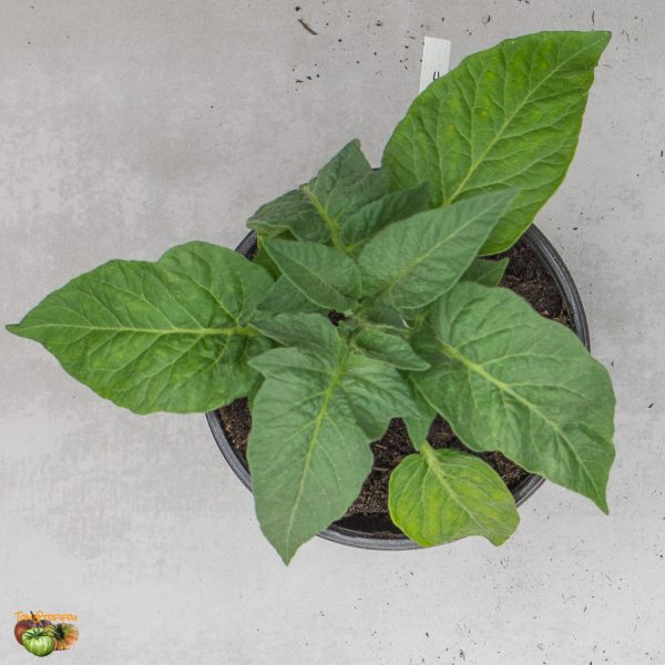 SWEET SCARLET DWARF - Image 10