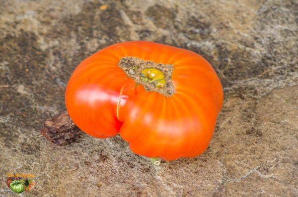 SWEET SCARLET DWARF - Image 4
