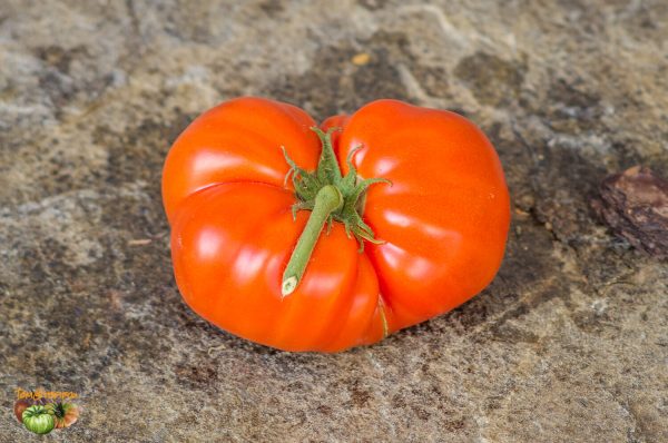 SWEET SCARLET DWARF