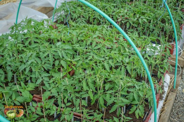 tomates 16 avril 2017 2