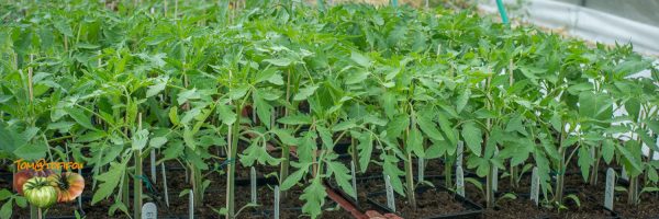 tomates 16 avril 2017 4