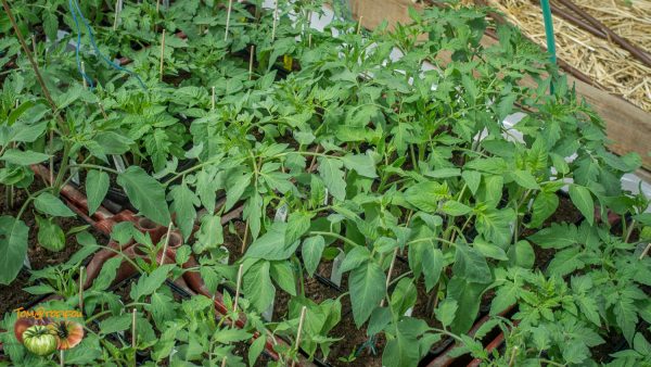 tomates 16 avril 2017