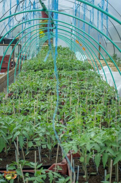 tomates 16avril2017 6