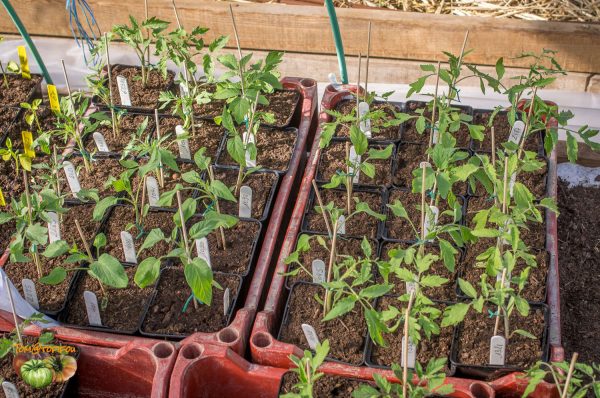 tomates plants 08 avril 2017 2
