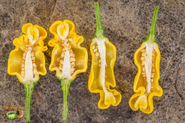 yellow petter pepper 21 septembre 2017