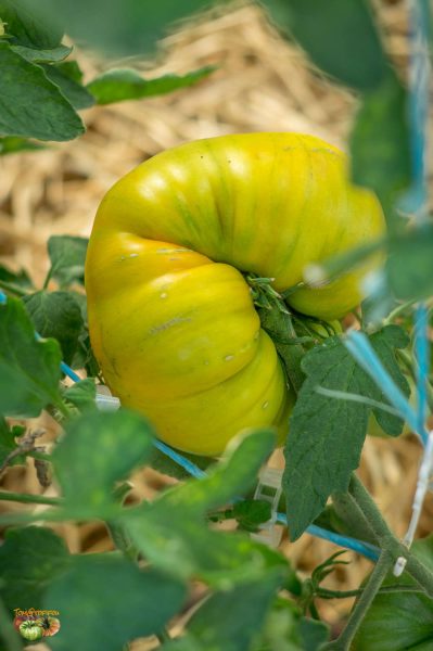 yellow striped boar 05 juillet 2017 3
