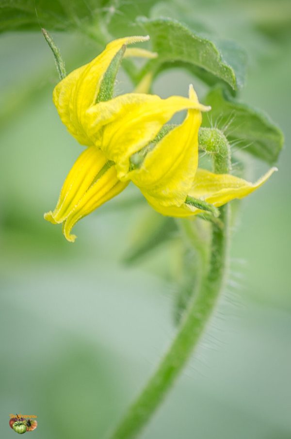 yellow radiance