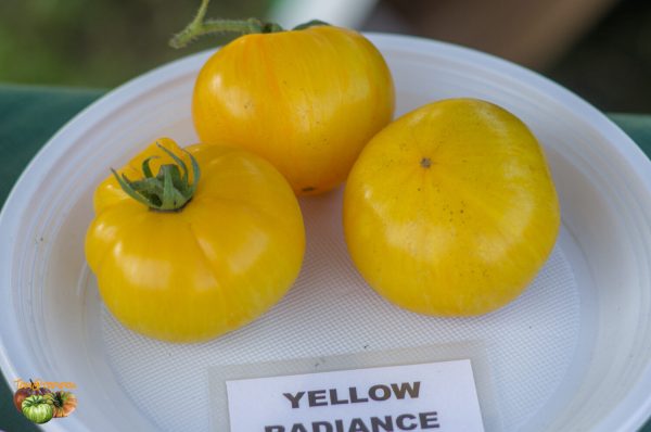 yellow radiance