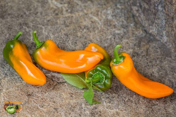 yummy sweet pepper 04 octobre 2017