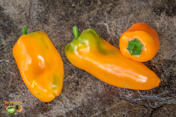 yummy sweet pepper 23 aout 2017