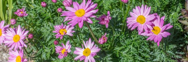 Autres plantes Utiles au Jardin