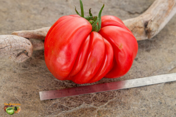 costoluto colli eugenai