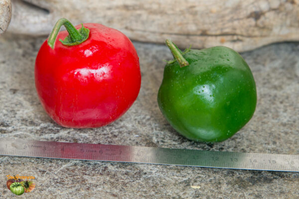 rocoto rouge
