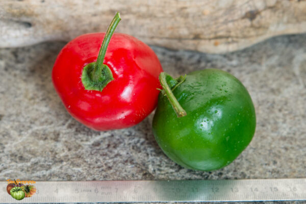rocoto rouge