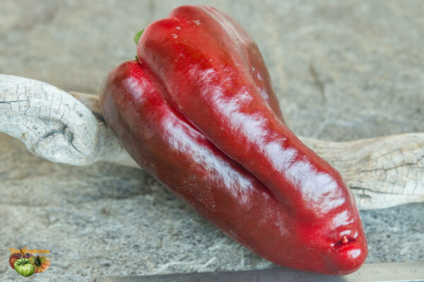 super giant sardegna red