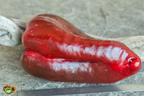 super giant sardegna red