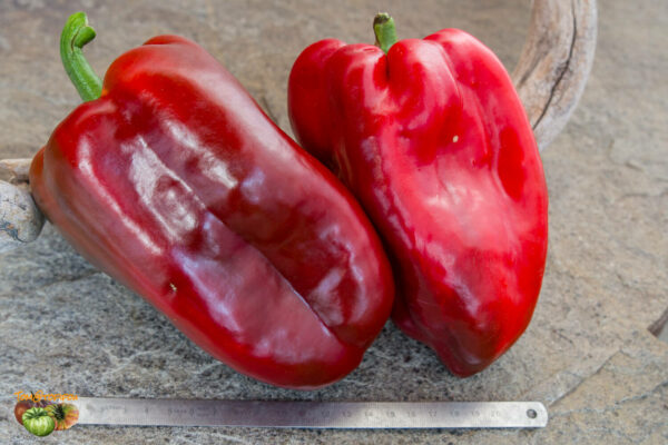 super giant sardegna red