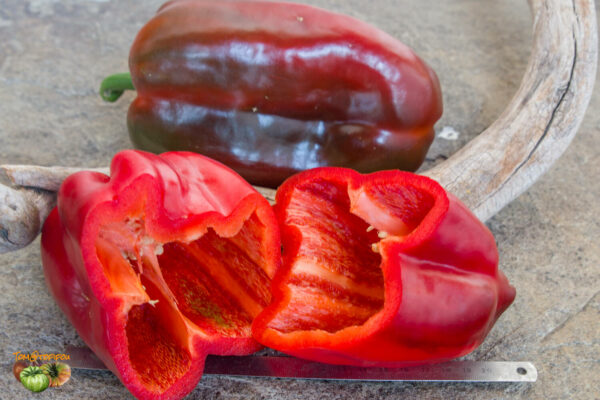 super giant sardegna red